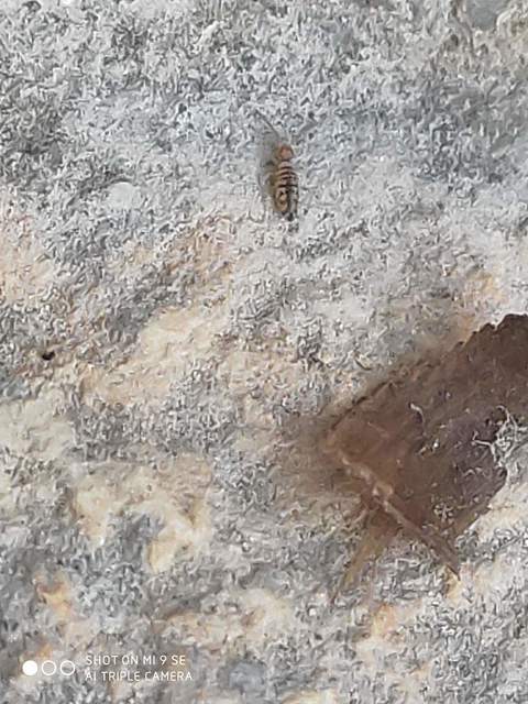 Entomobryidae