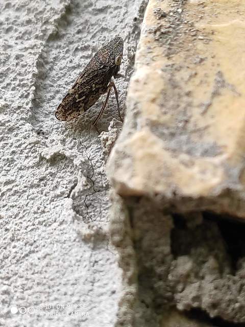 Aphrodes makarovi