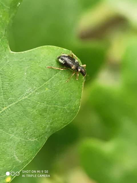Polydrusus viridicinctus - zöldöves lombormányos