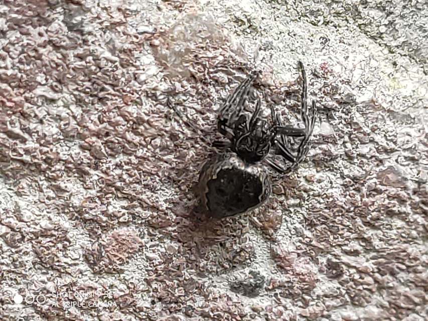 Nuctenea umbratica - közönséges rés-keresztespók