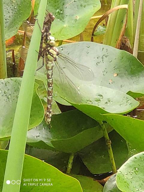 Aeshna cyanea - sebes karcsúacsa