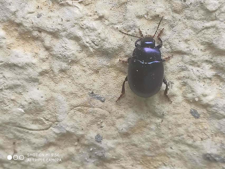 Chrysolina sturmi - vöröslábú levelész