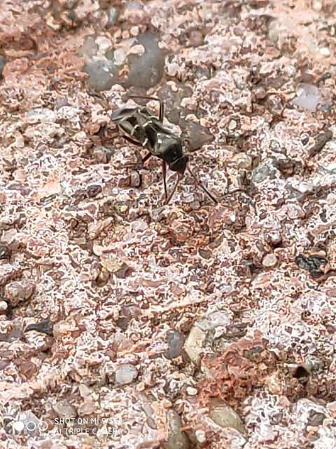 Pilophorus clavatus Pilophorus clavatus