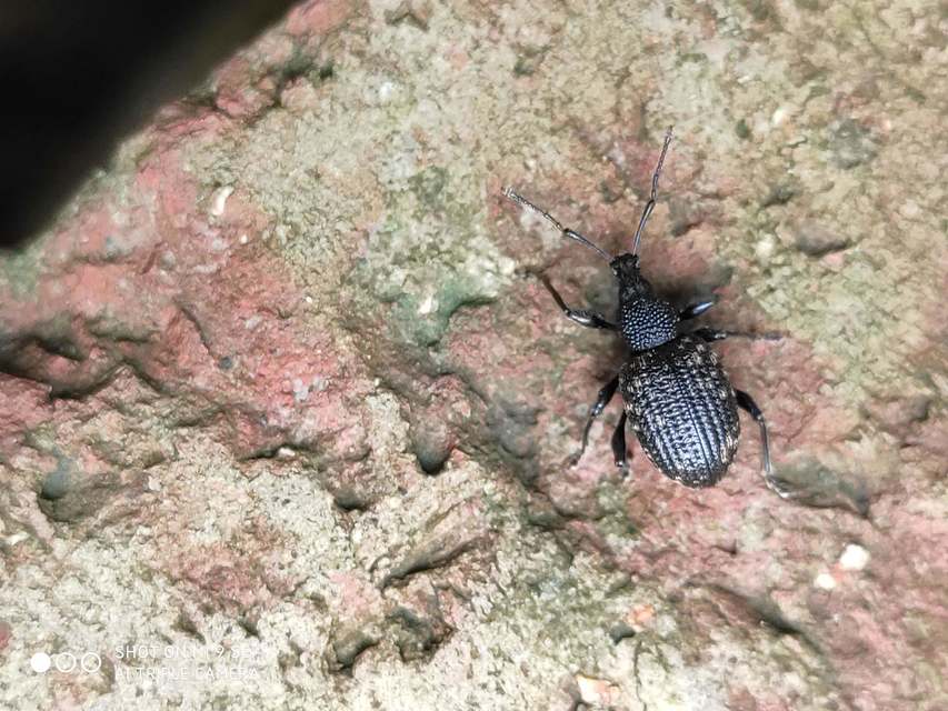 Otiorhynchus sulcatus - szálkás gyalogormányos