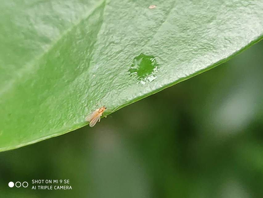 Chironomidae - árvaszúnyogok