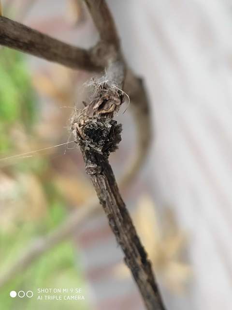 Araneus circe/angulatus