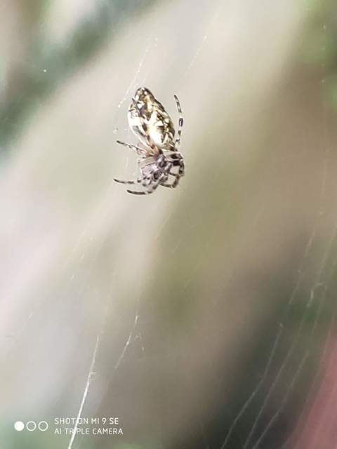 Cyclosa conica - csúcsos keresztespók