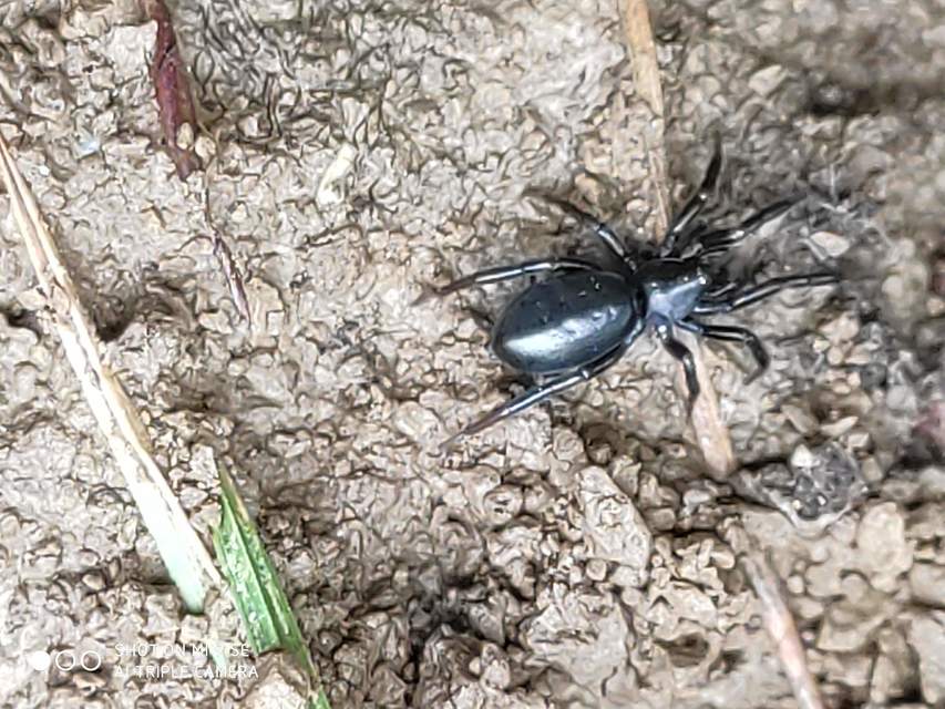 Zelotes