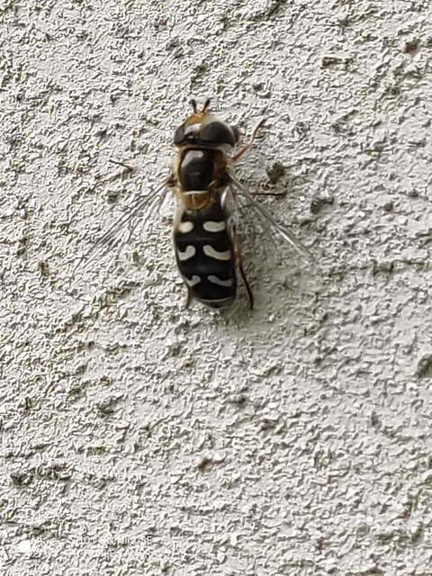 Scaeva pyrastri - gyakori nagyhomlokúlégy