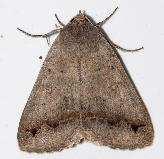Clytie syriaca
