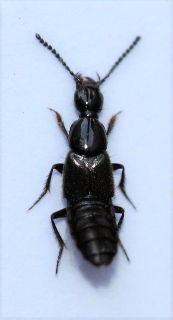 Philonthus concinnus - közönséges ganajholyva