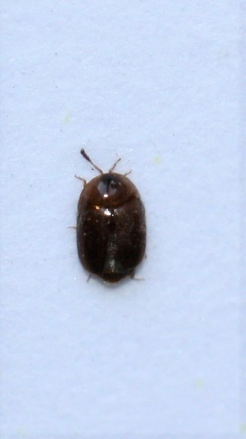Sericoderus lateralis - selymes pontbogár Sericoderus lateralis - selymes pontbogár