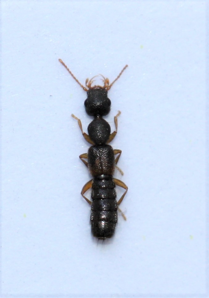 Astenus lyonessius - közönséges köviholyva