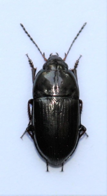 Amara communis - mezei közfutó Amara communis - mezei közfutó
