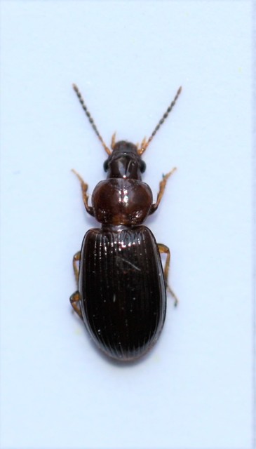 Bradycellus caucasicus - szárnyatlan rétfutonc