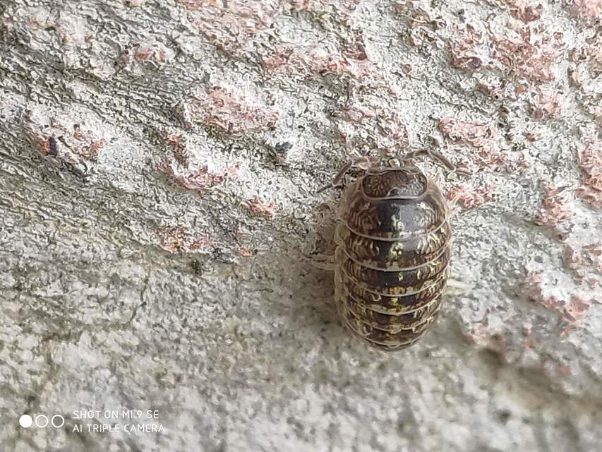 Armadillidium