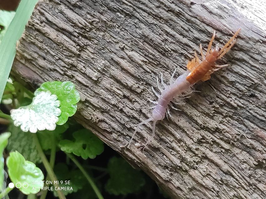 Lithobiidae