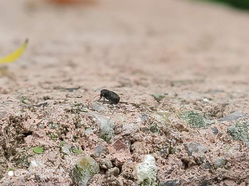 Anthribidae - orrosbogárfélék