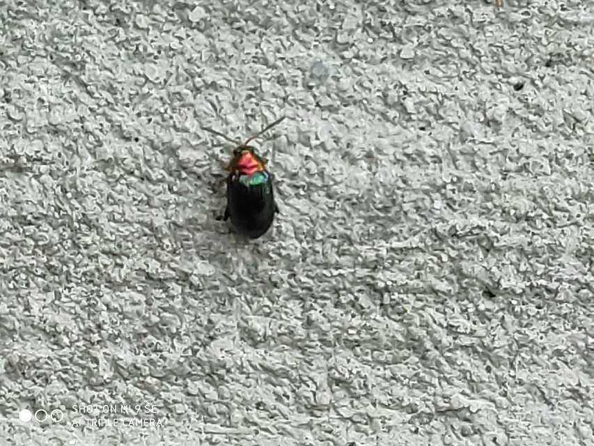 Crepidodera aurata - ékes fűz-földibolha