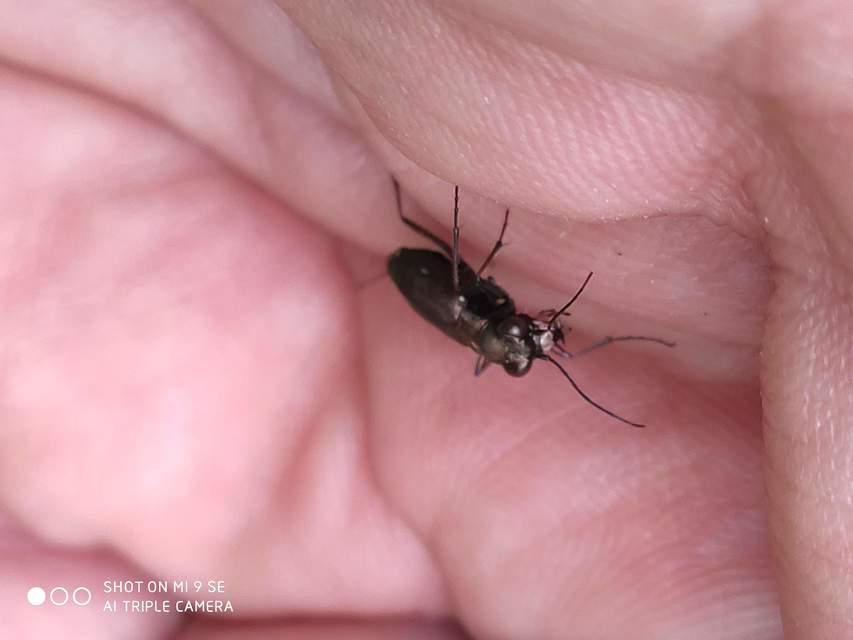 Cylindera germanica - parlagi homokfutrinka