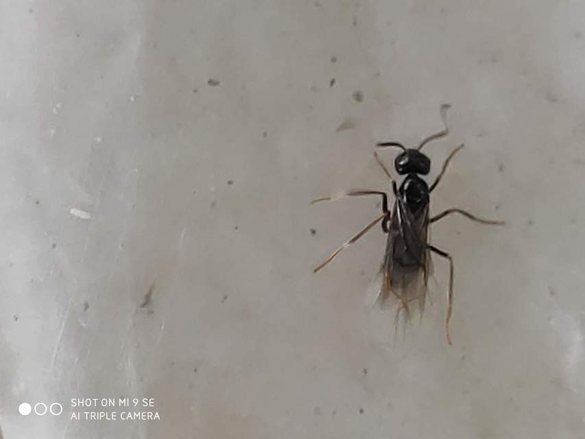Lasius fuliginosus - kartonépítő fahangya