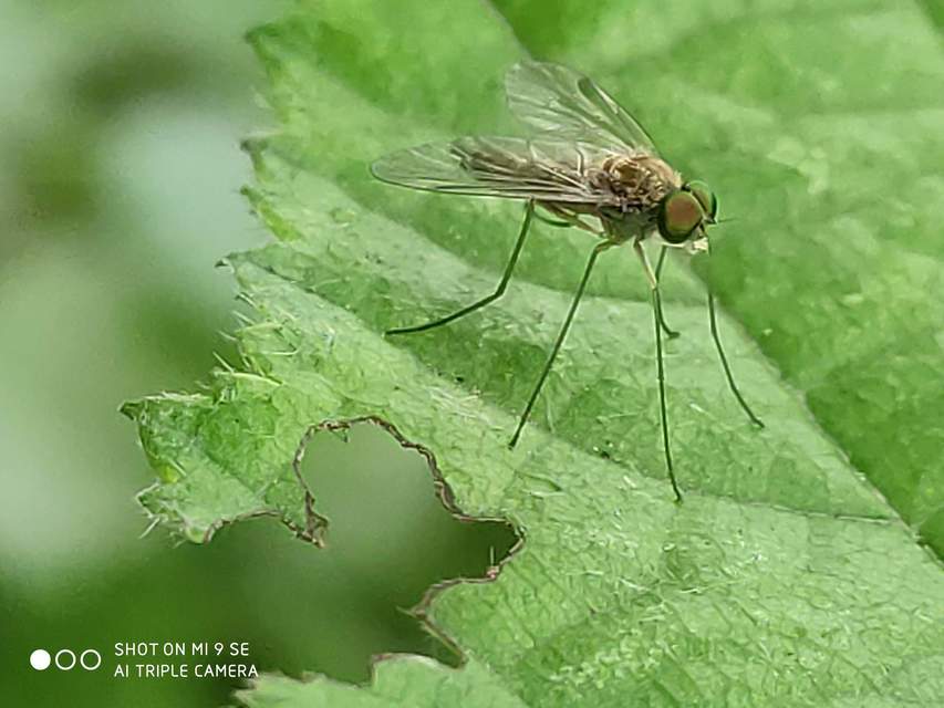 Chrysopilus asiliformis