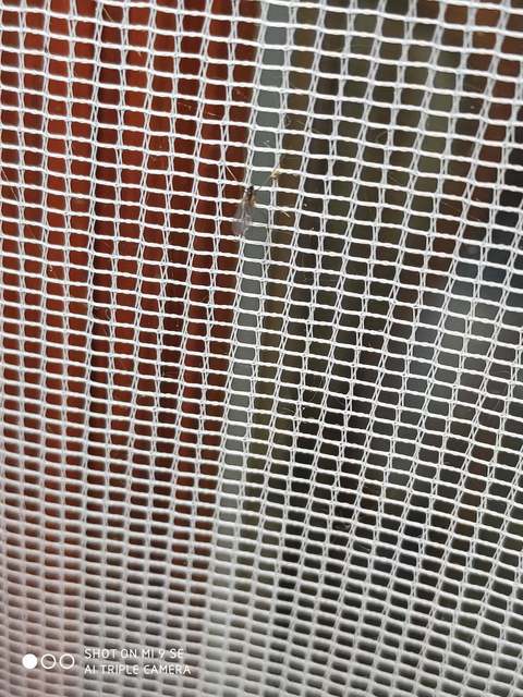Cecidomyiidae - gubacsszúnyogok
