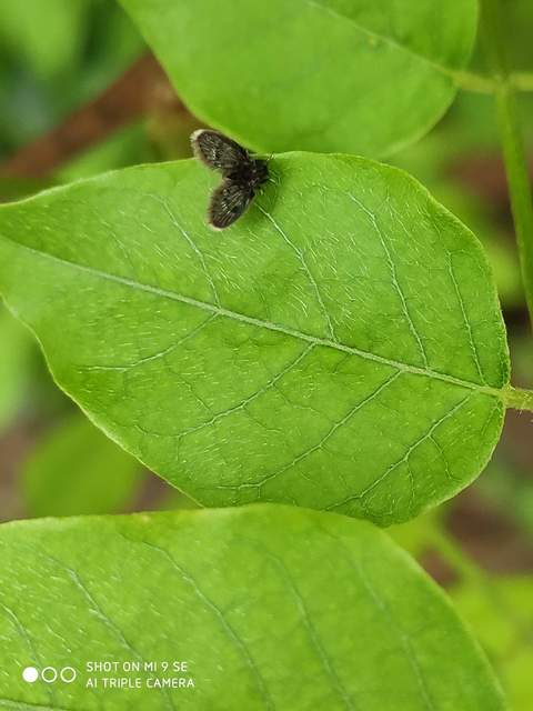 Psychodidae - lepkeszúnyogok