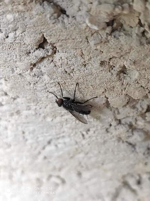 Phyto melanocephala