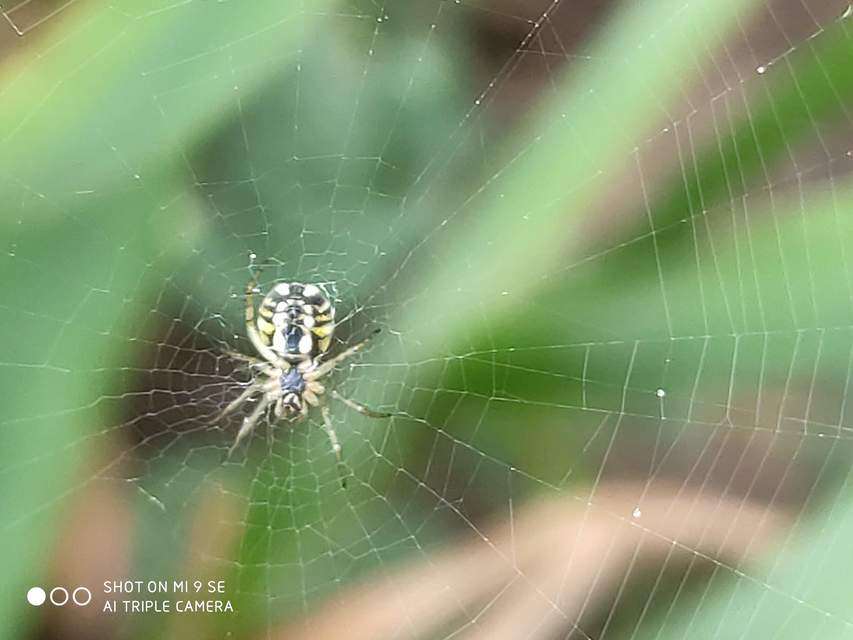 Mangora acalypha - réti keresztespók