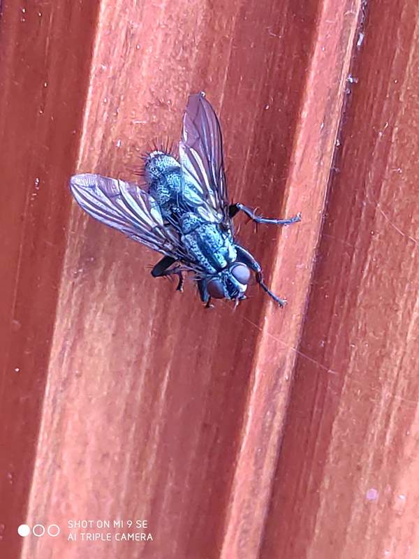 Phyto melanocephala