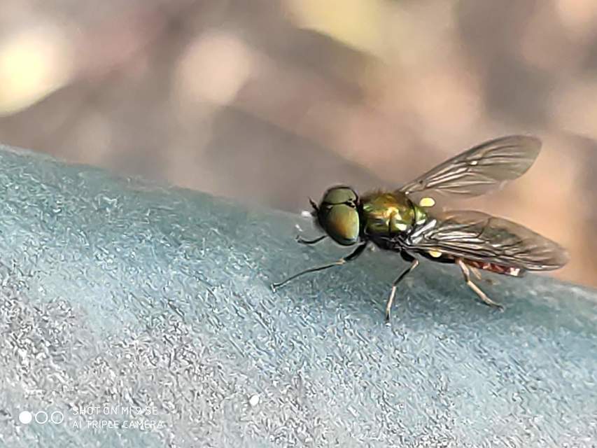 Chloromyia speciosa