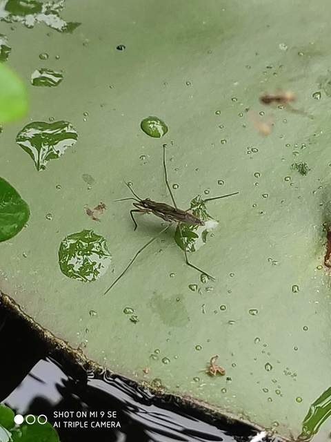 Gerridae - molnárpoloskák