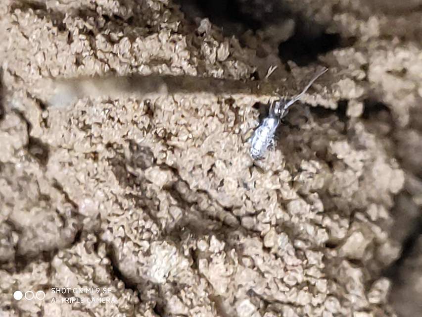 Tomoceridae