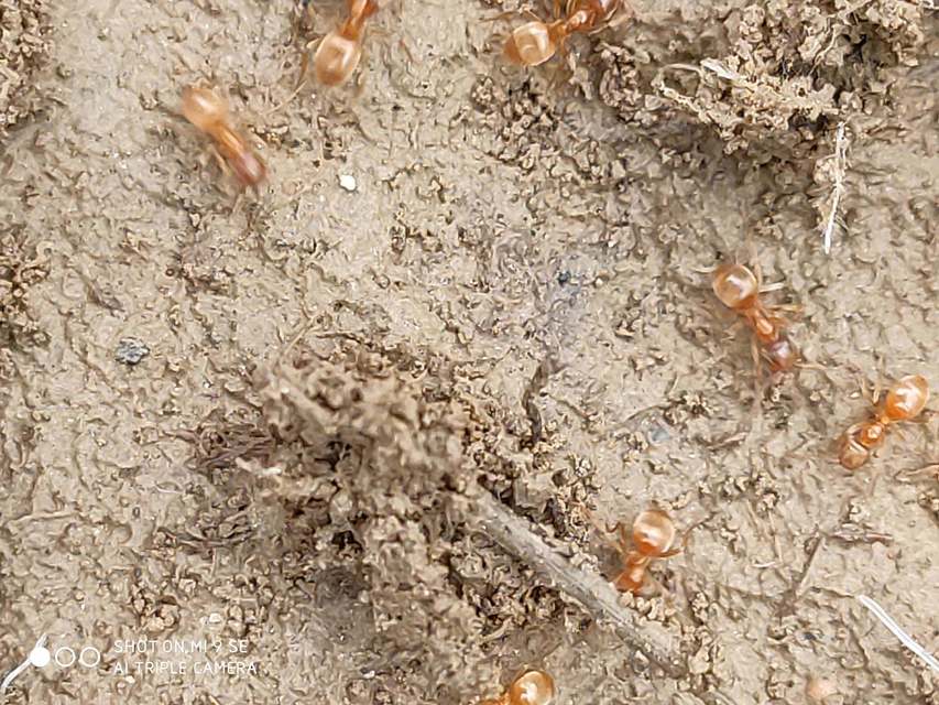 Lasius