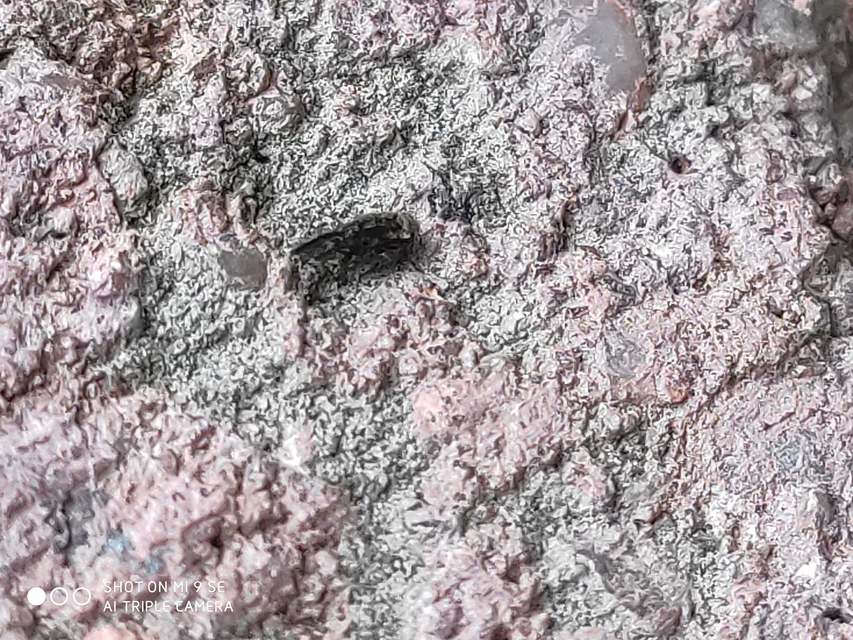 Psocoptera - Fürgetetvek
