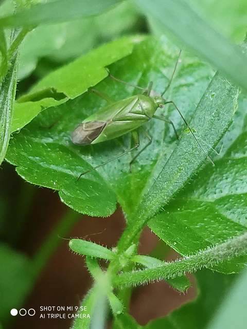 Calocoris affinis