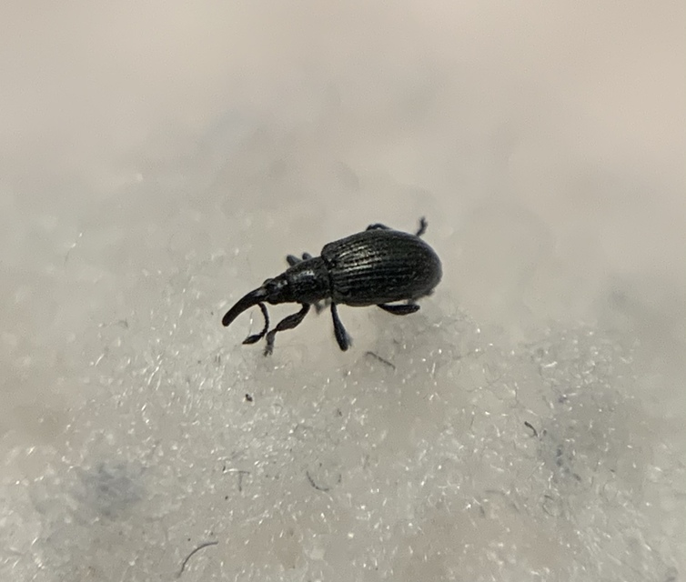 Catapion pubescens - széles cickányormányos Catapion pubescens - széles cickányormányos