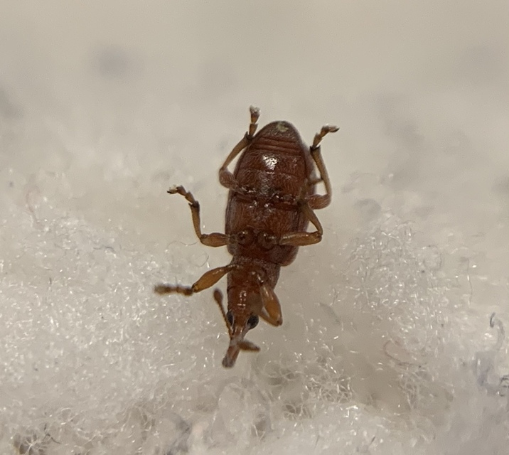 Apion rubiginosum - sóskaszár-cickányormányos