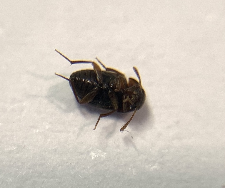 Nargus anisotomoides - fényes avarpecebogár Nargus anisotomoides - fényes avarpecebogár