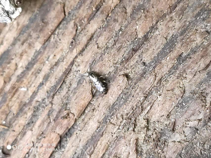 Tomoceridae