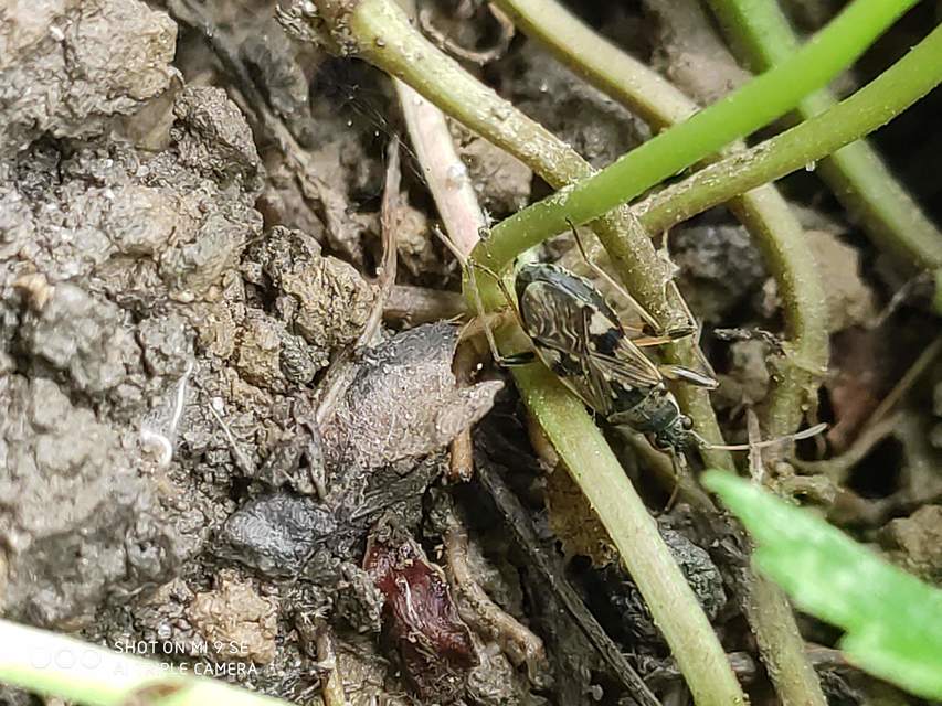 Beosus maritimus - homoki bodobács