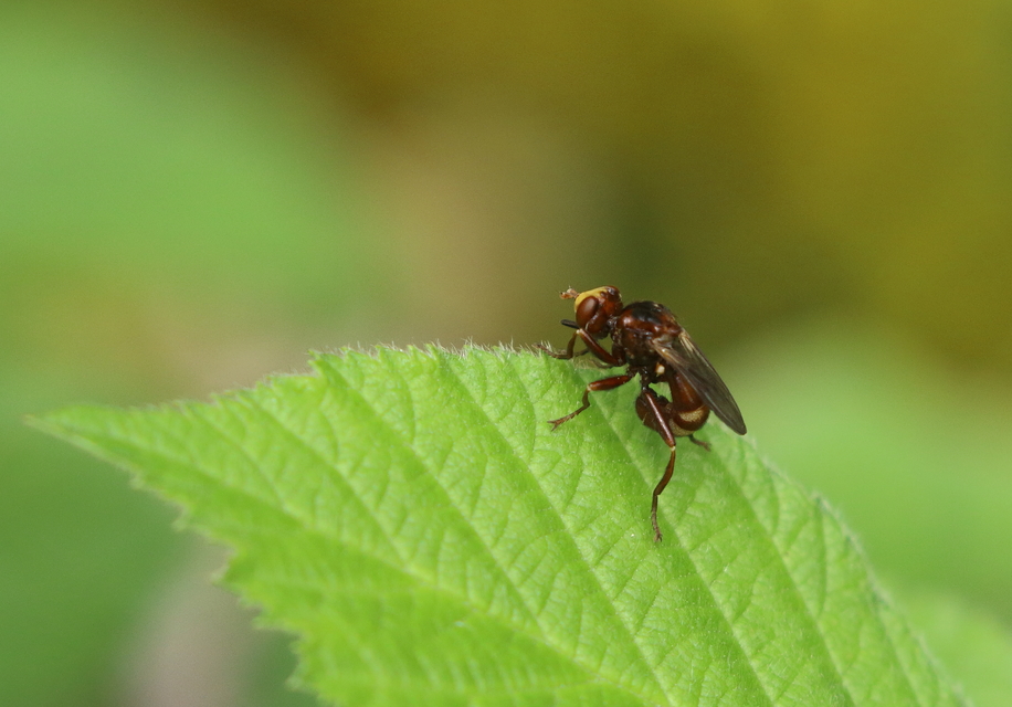 Sicus ferrugineus - rozsdás fejeslégy