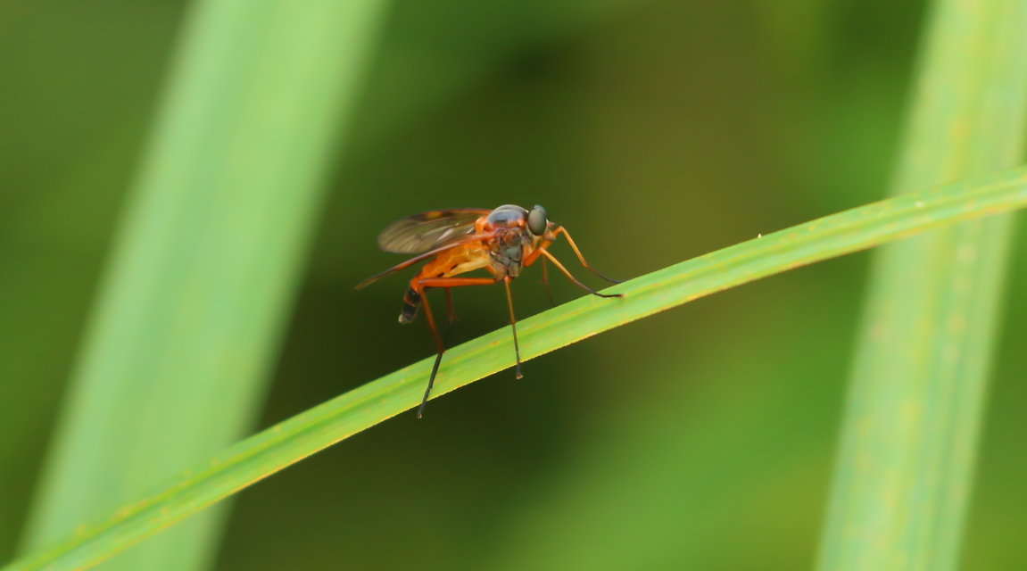 Rhagio immaculatus