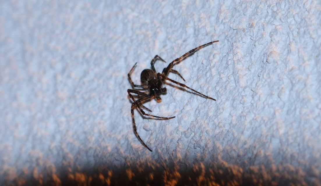 Nuctenea umbratica - közönséges rés-keresztespók