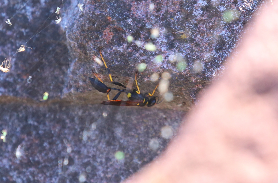 Sceliphron caementarium - feketenyelű lopódarázs