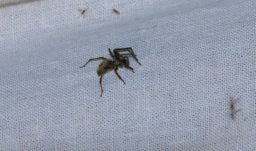 Anyphaena accentuata - jegyespók