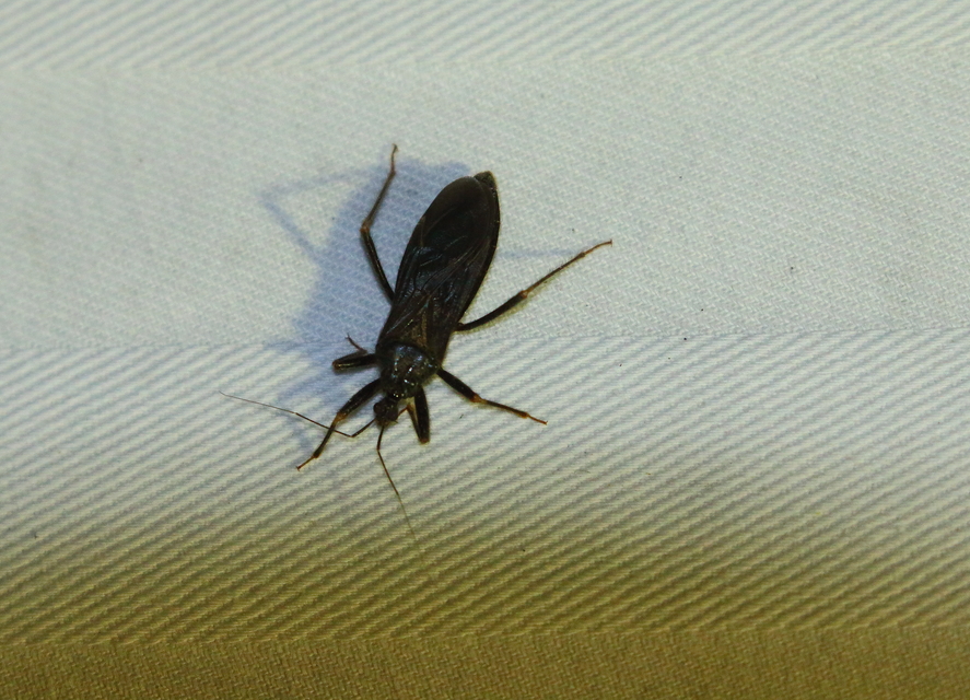 Reduvius personatus - szemetes zugpoloska