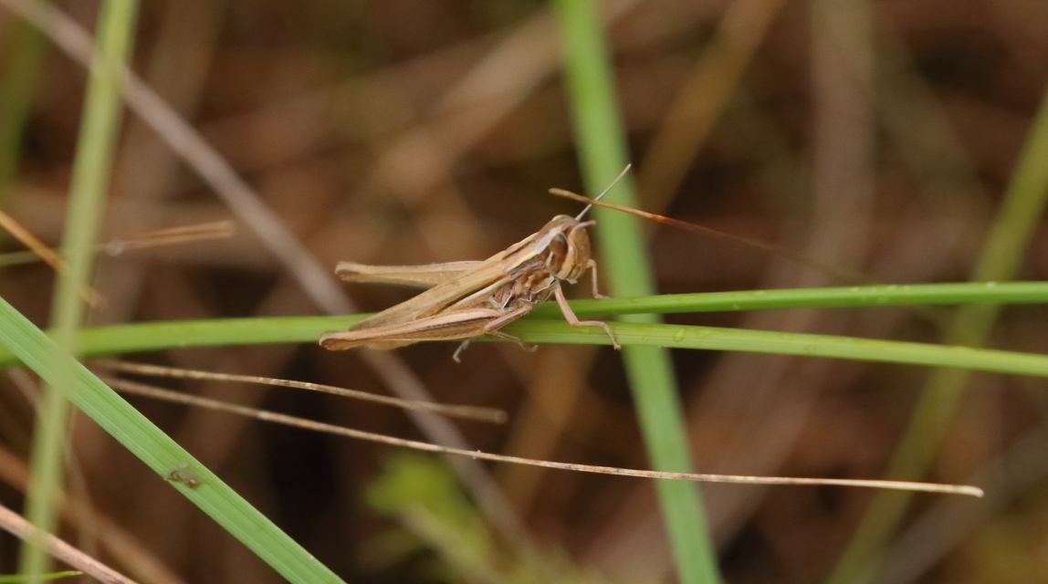 Euchorthippus pulvinatus - karcsú rétisáska