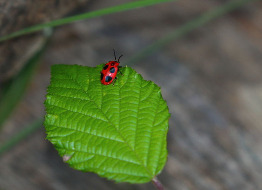 Endomychus coccineus - négypettyes álböde